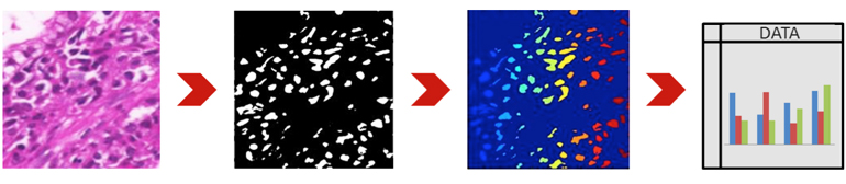 Lab Session A: Microscopy Image Quantitative Analysis Using Digital Processing 