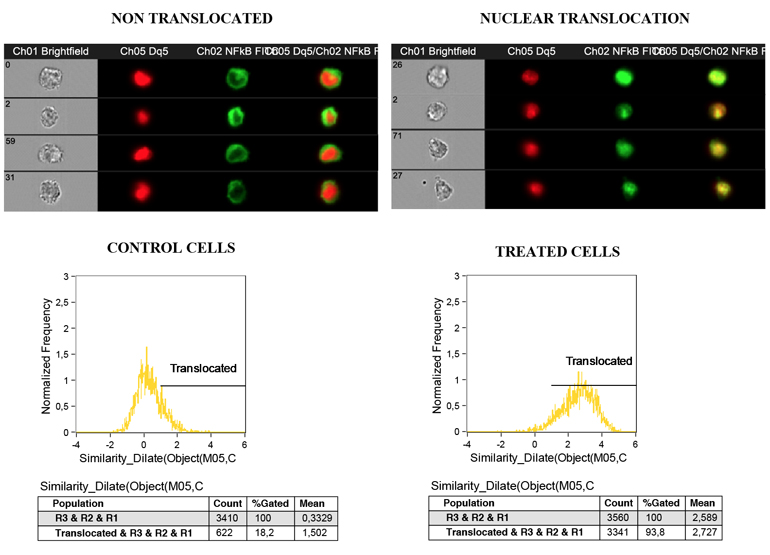 Lab Session B: Imaging Flow Cytometry, looking beyond the flow 