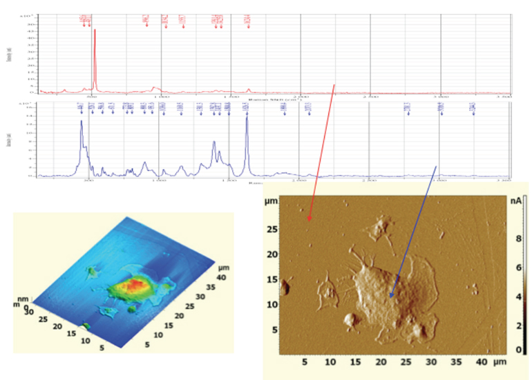 Confocal Ramam Spectroscopy and atomic force microscopy 